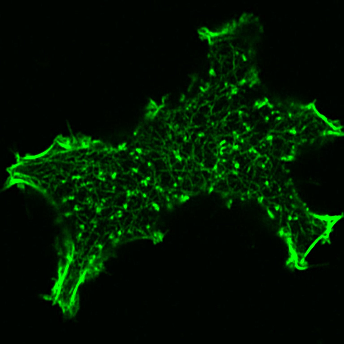 Cells