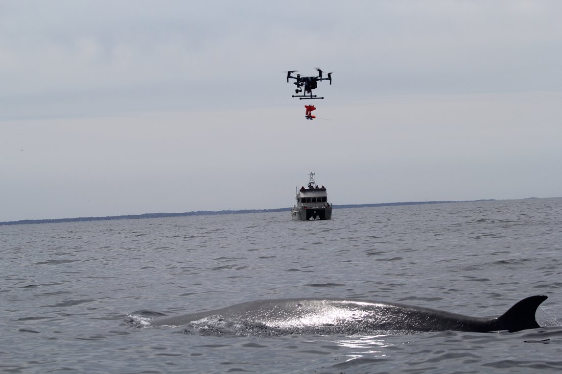 sei whale surfacing with boat and drone in the background.