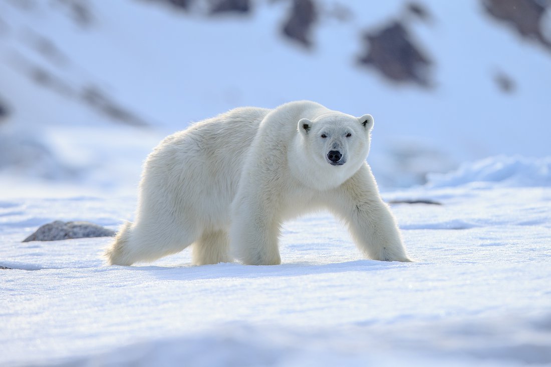 Polar bear walking across snow.
