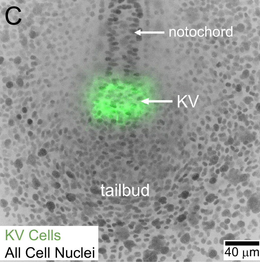 microscopic view of Kupffer’s vesicle