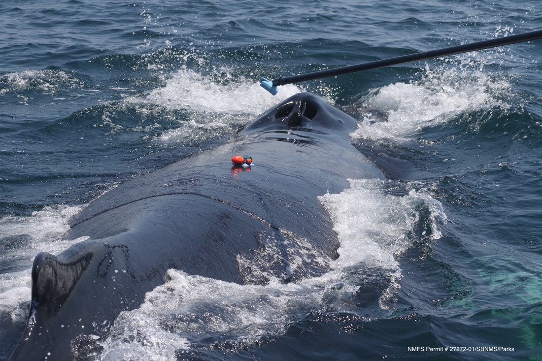 A suction cup sound and movement tag being deployed on the back of a humpback whale.