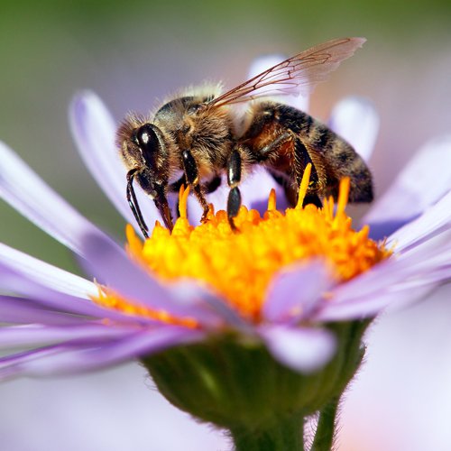 Bee pollinating a flower.