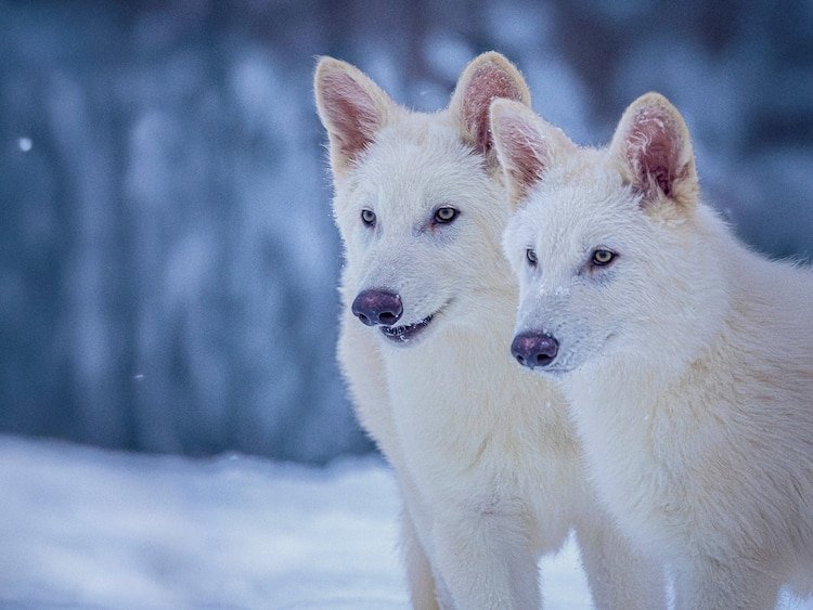 Two wolves.