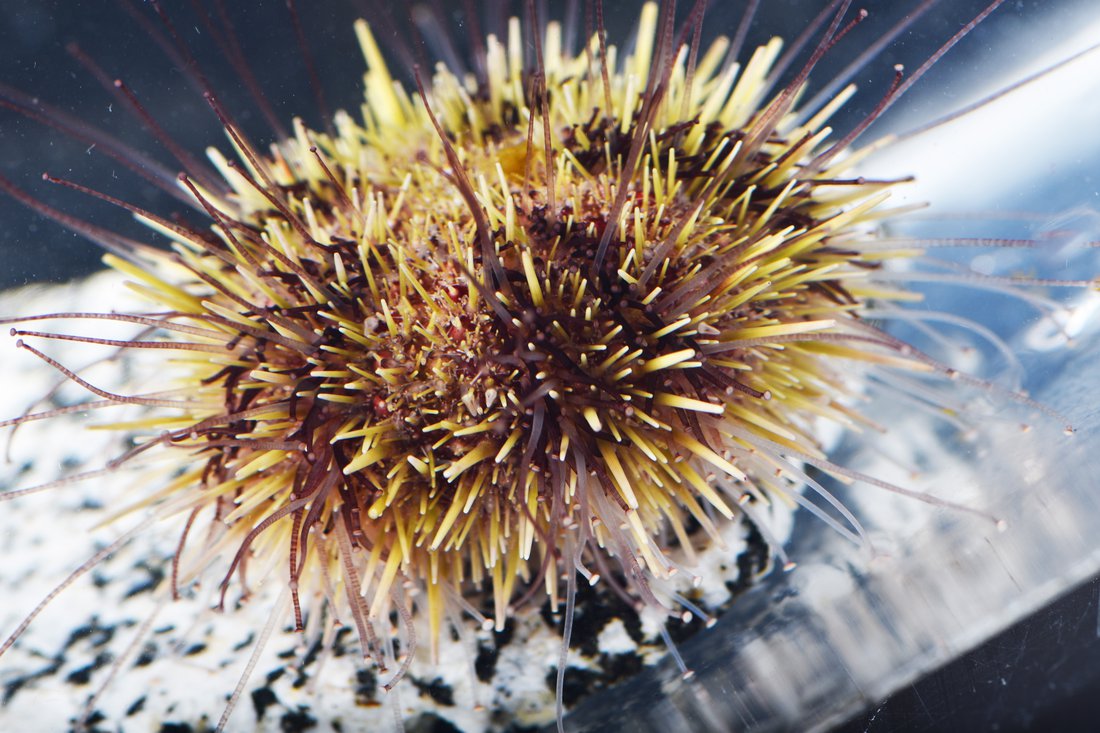 Sea urchin