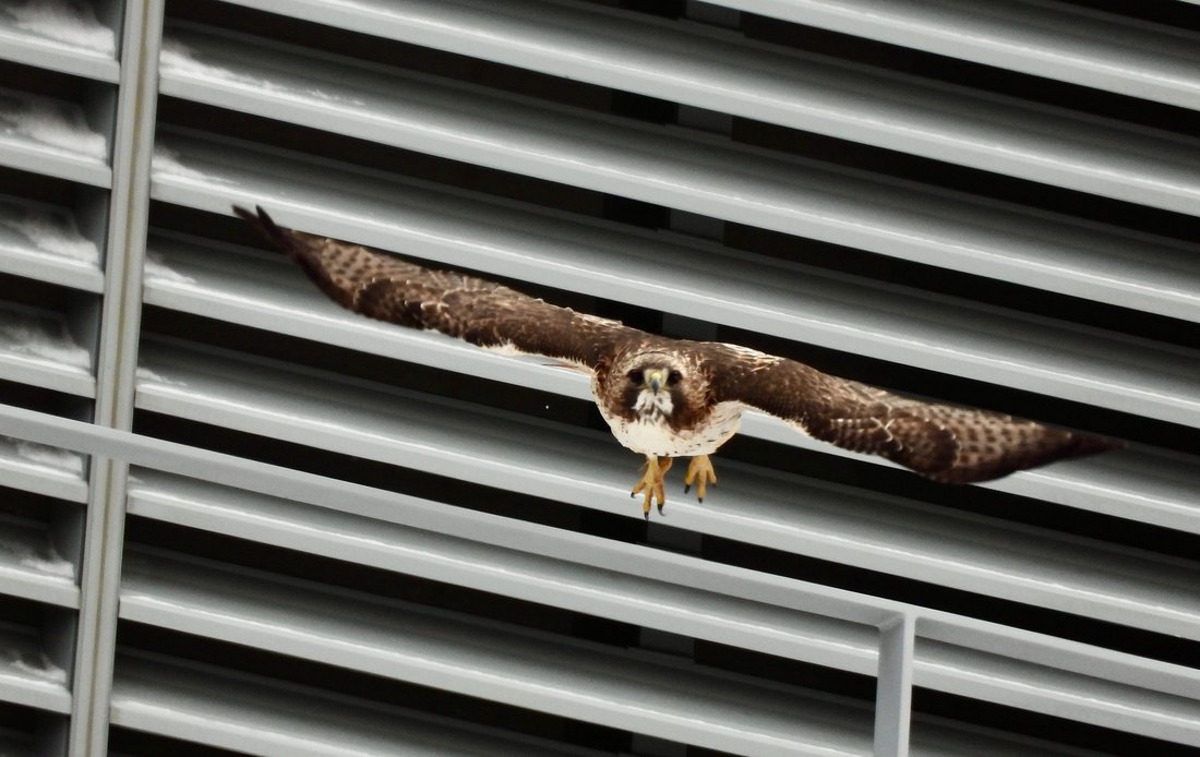 Hawk soaring through the air.