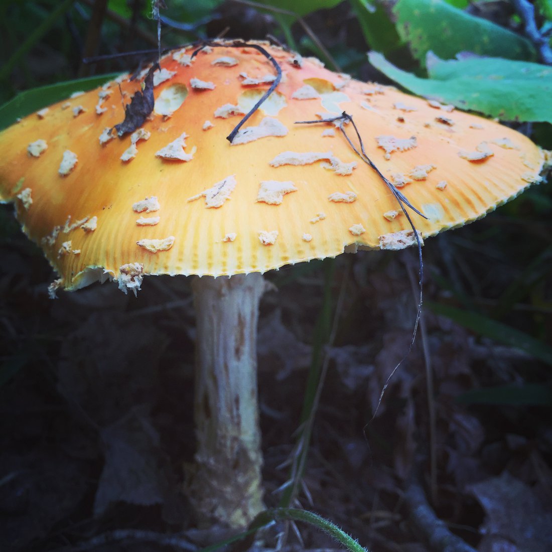 Amanita muscaria, en ectomycorrhizal fungus