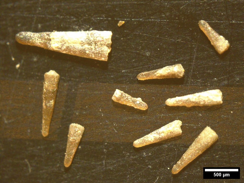 Various sized Devonian-aged dacryoconarid microfossils.