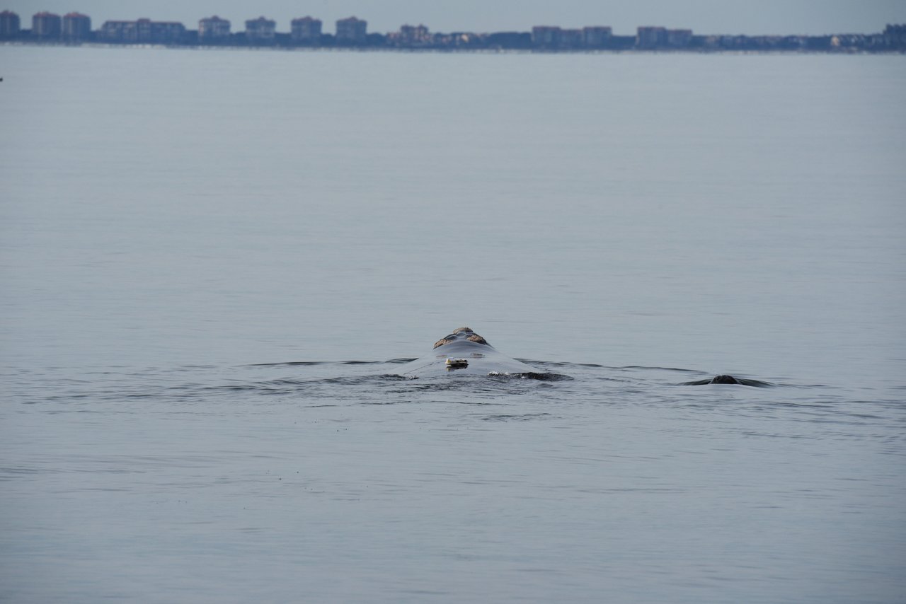 Female North Atlantic right whale swimming
