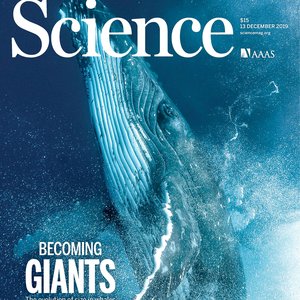Whale diving. Cover of Science magazine.