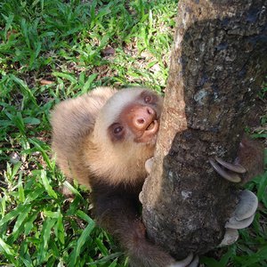 Sloth climbing a tree.