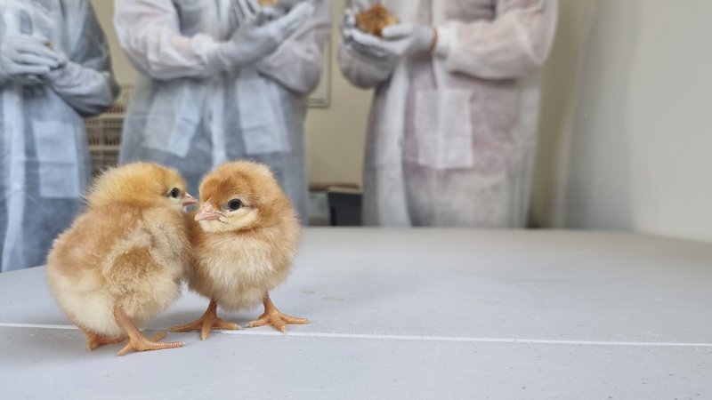 Chicks on a Table