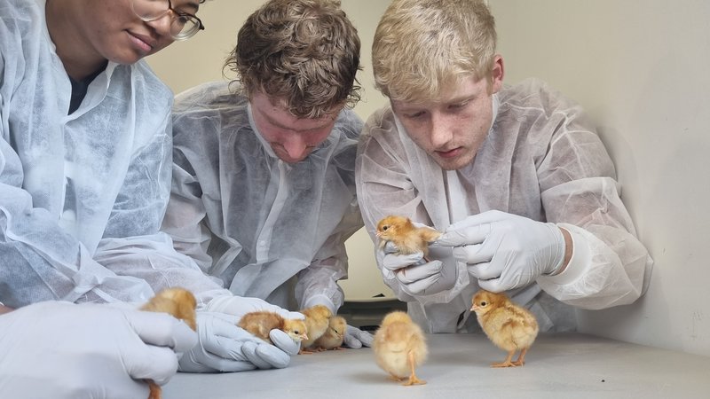 Students researching with hatched chicks.