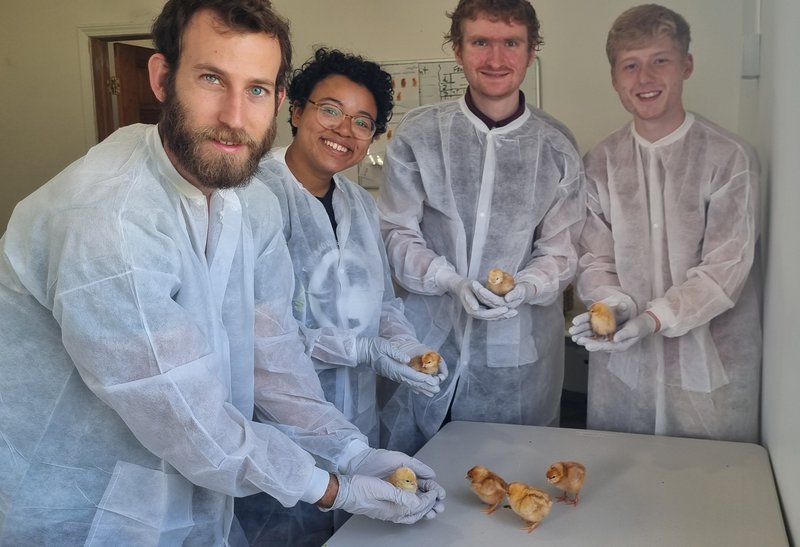 Researchers with Soos Separate Male and Female Chicks