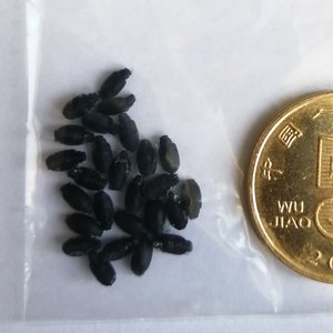 A cluster of 3D-printed beetles.