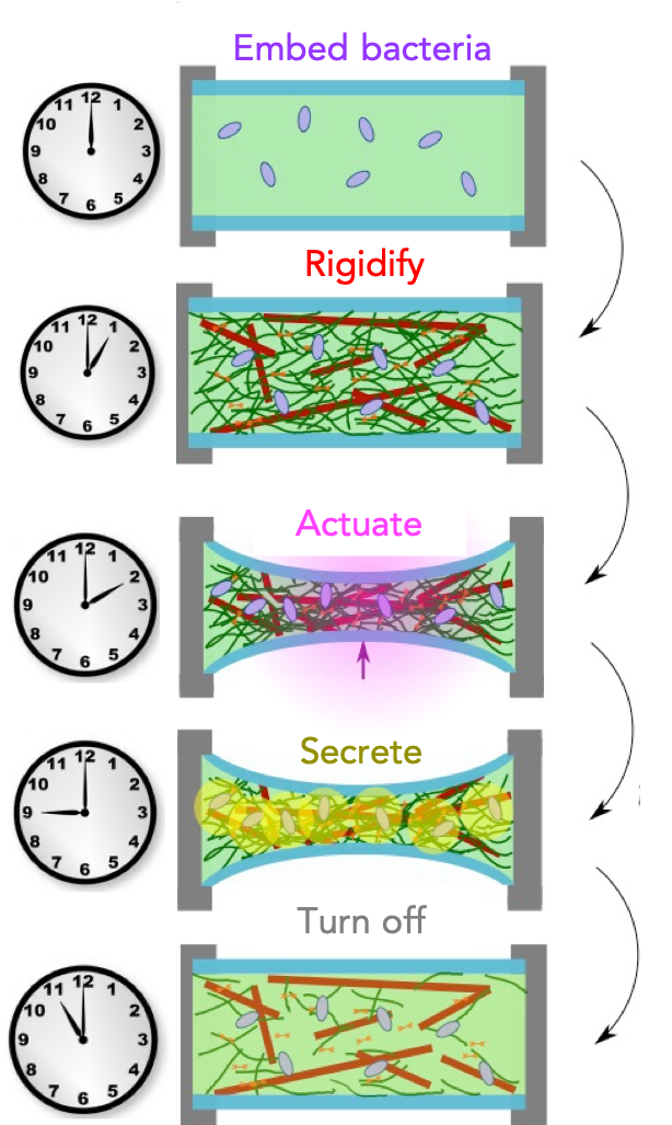 Bacteria activating materials on a schedule graphic