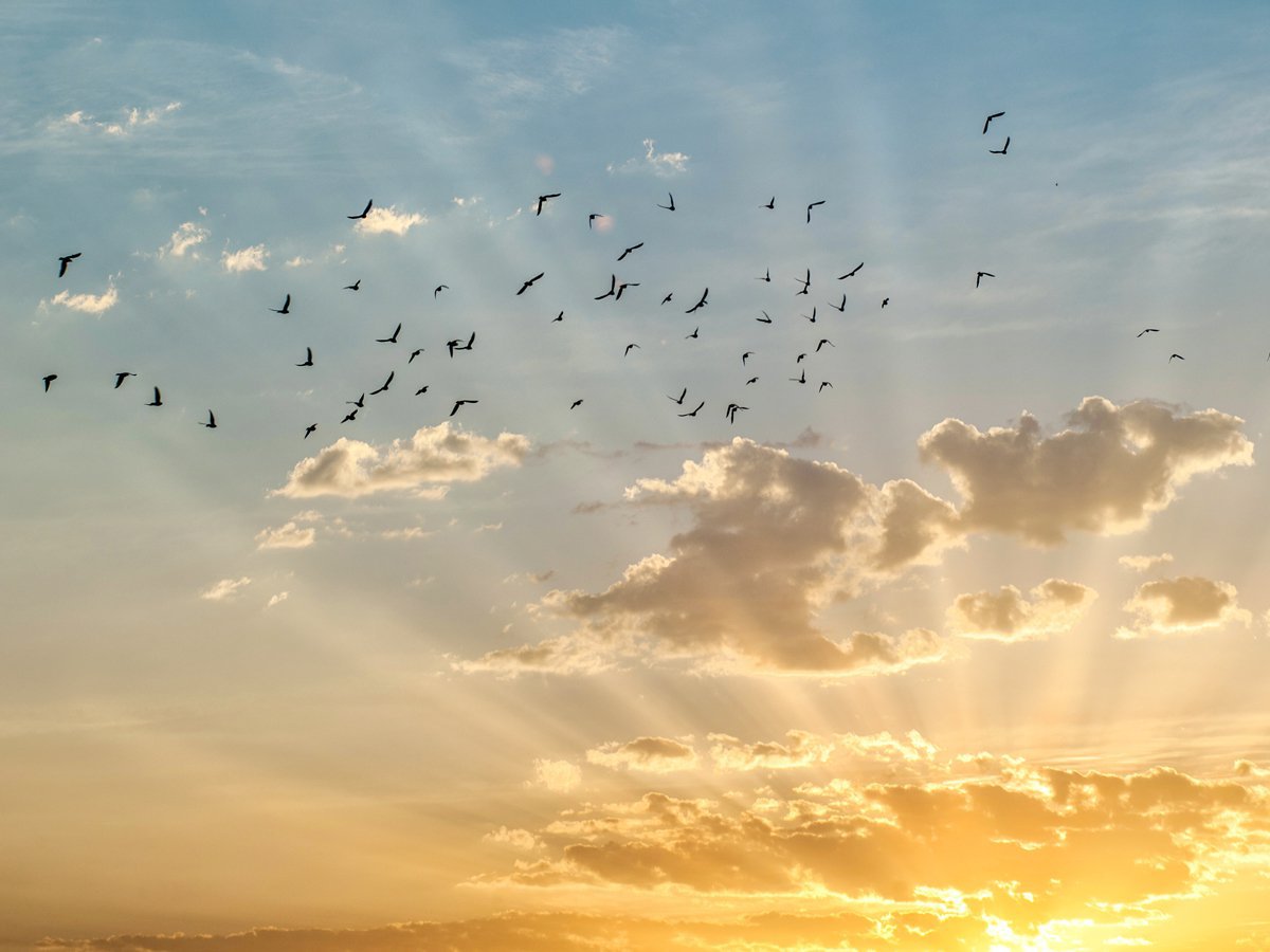 Birds flying with sunset