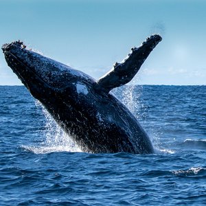Breaching humpback whale.
