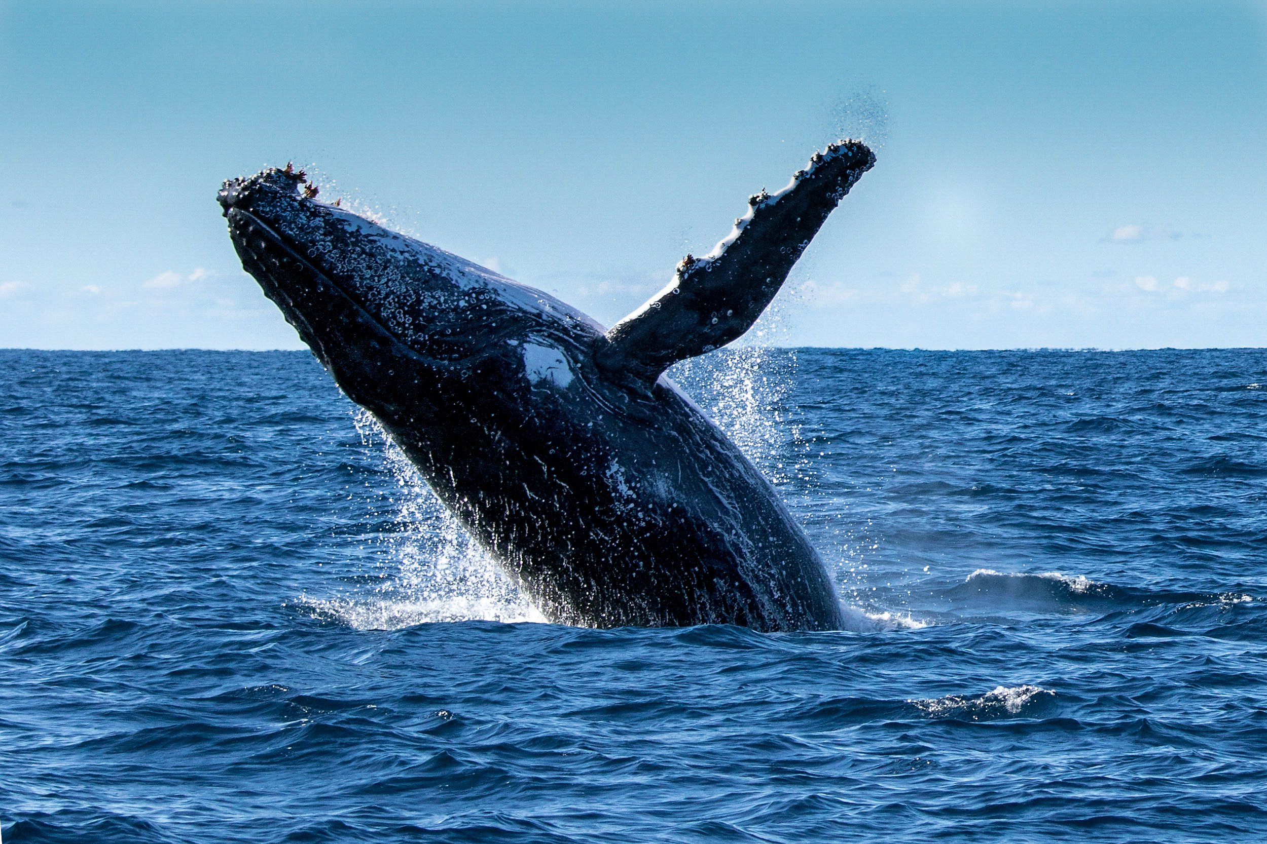 Breaching humpback whale.