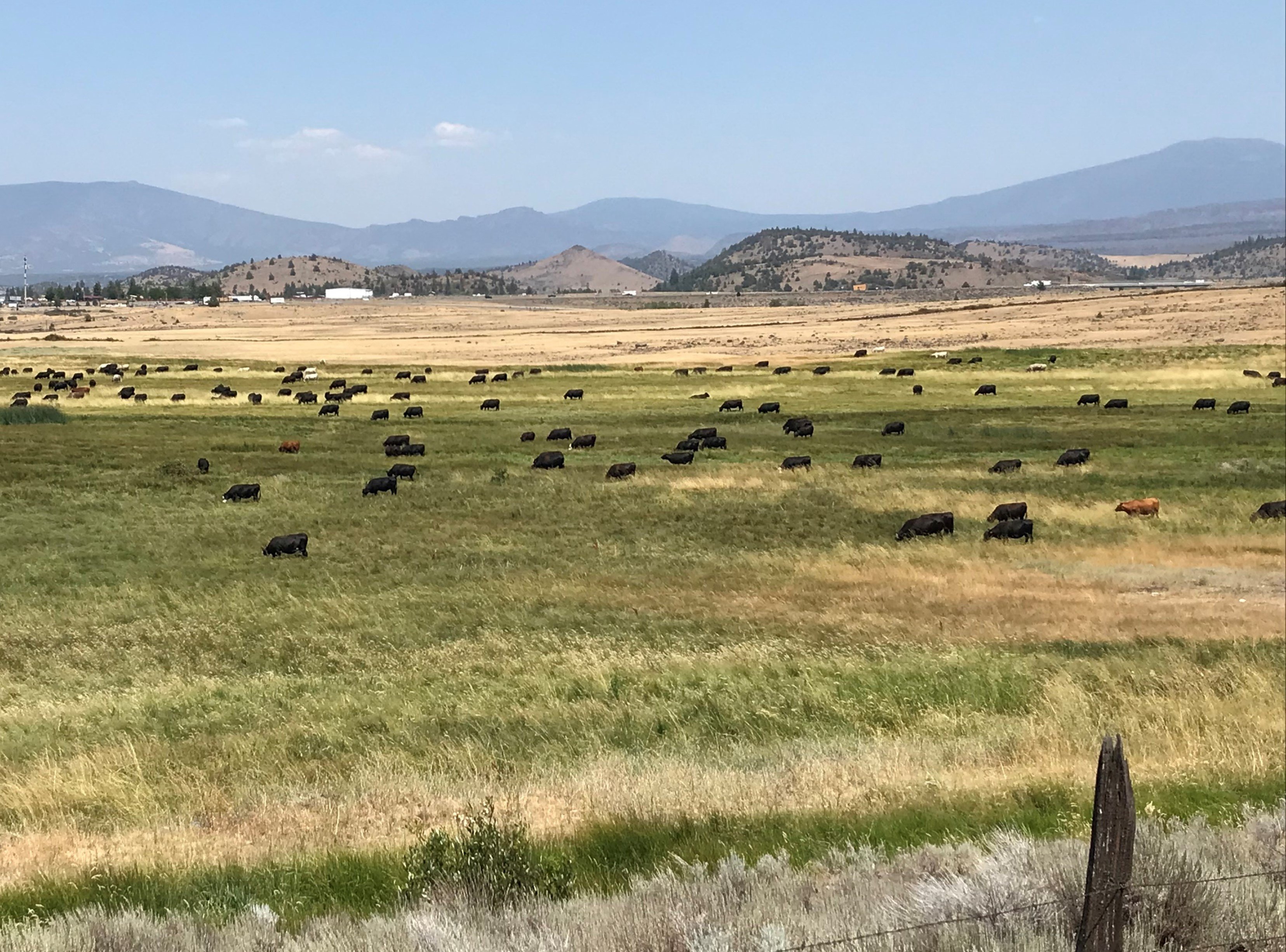 California cattle