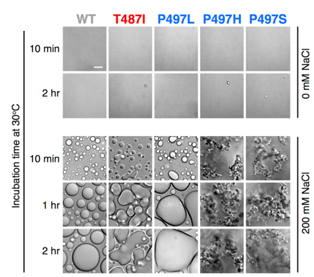 grid of microscopy images vs time.png