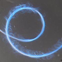 Microscopic view of sperm cells