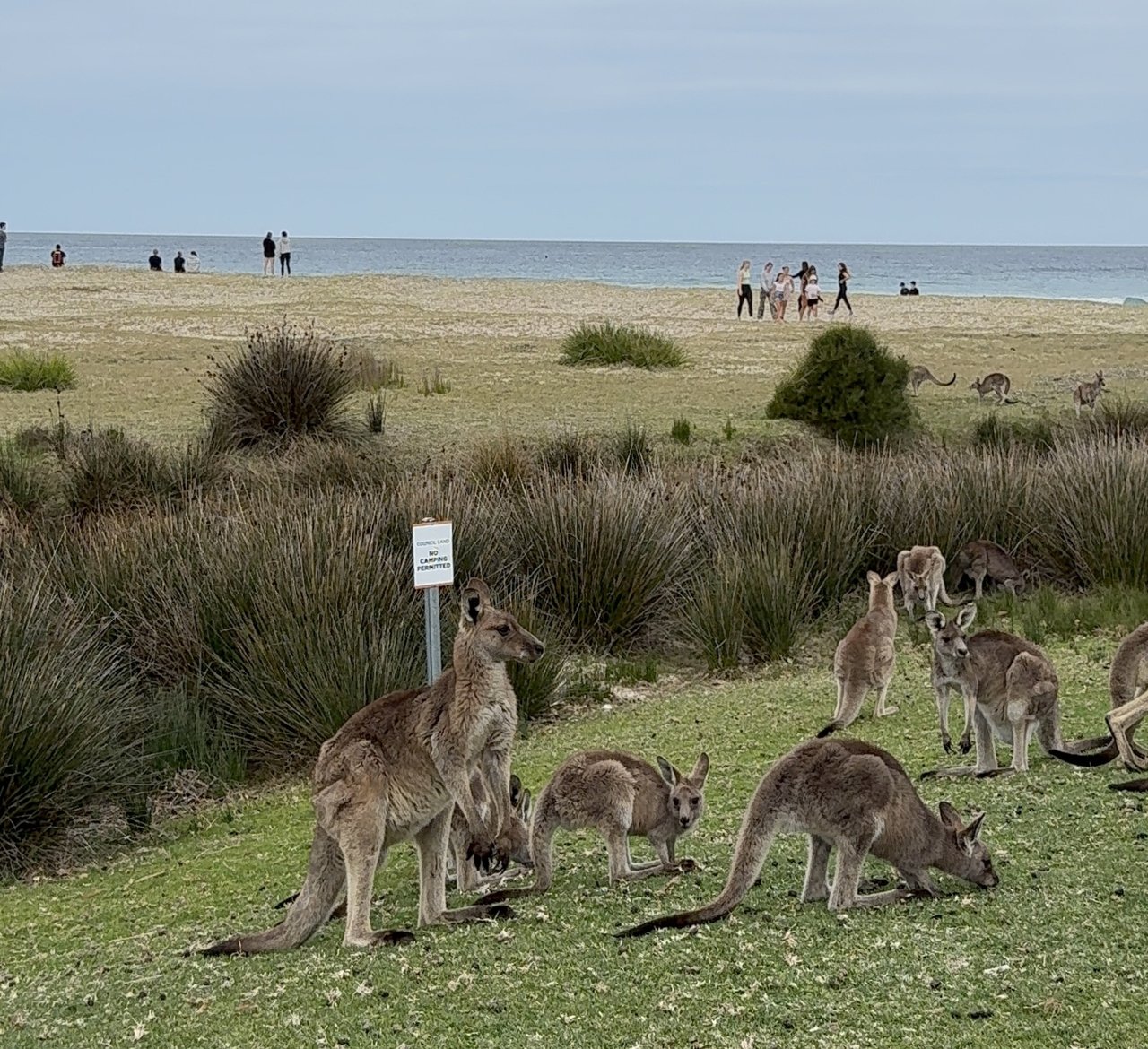 Group of kangaroos.