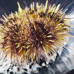 Close up photo of a sea urchin.