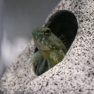 Sculpin poking out of a rock.