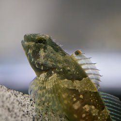 A closeup image of a sculpin.