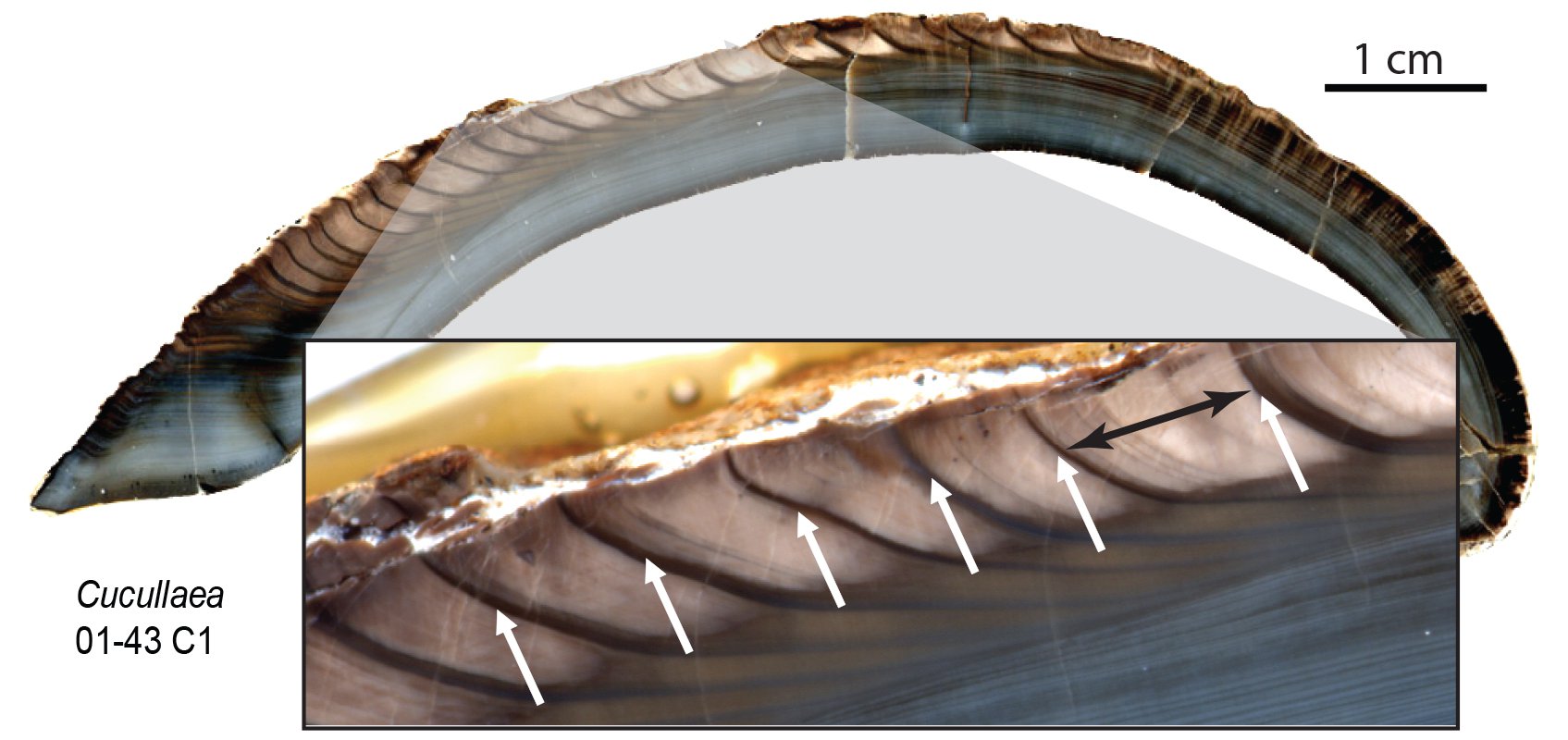 Growth increments on a clam shell