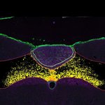 A microscopic view of the hindbrain reveals “support cells” (highlighted in green, red, yellow and purple).