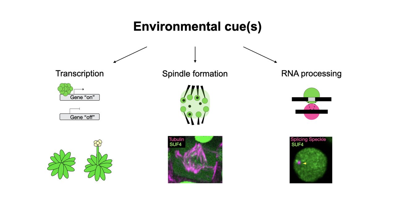Graphic depiction of transcription, spindle formation and RNA processing of Arabidopsis protein SUF4.