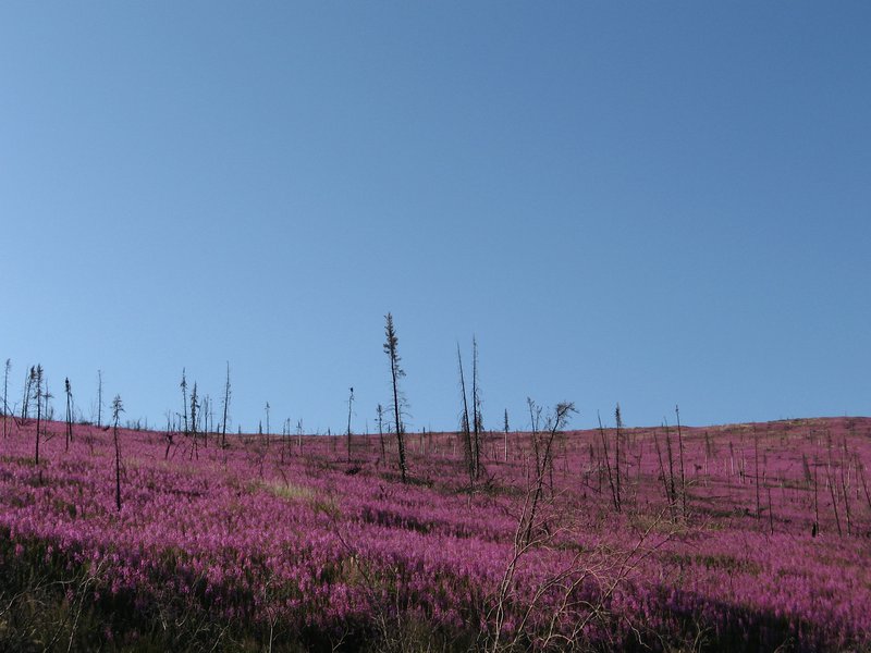 Fireweed in burned boreal stand.