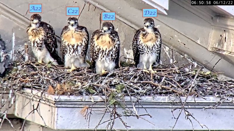 Four hawks standing in a row.