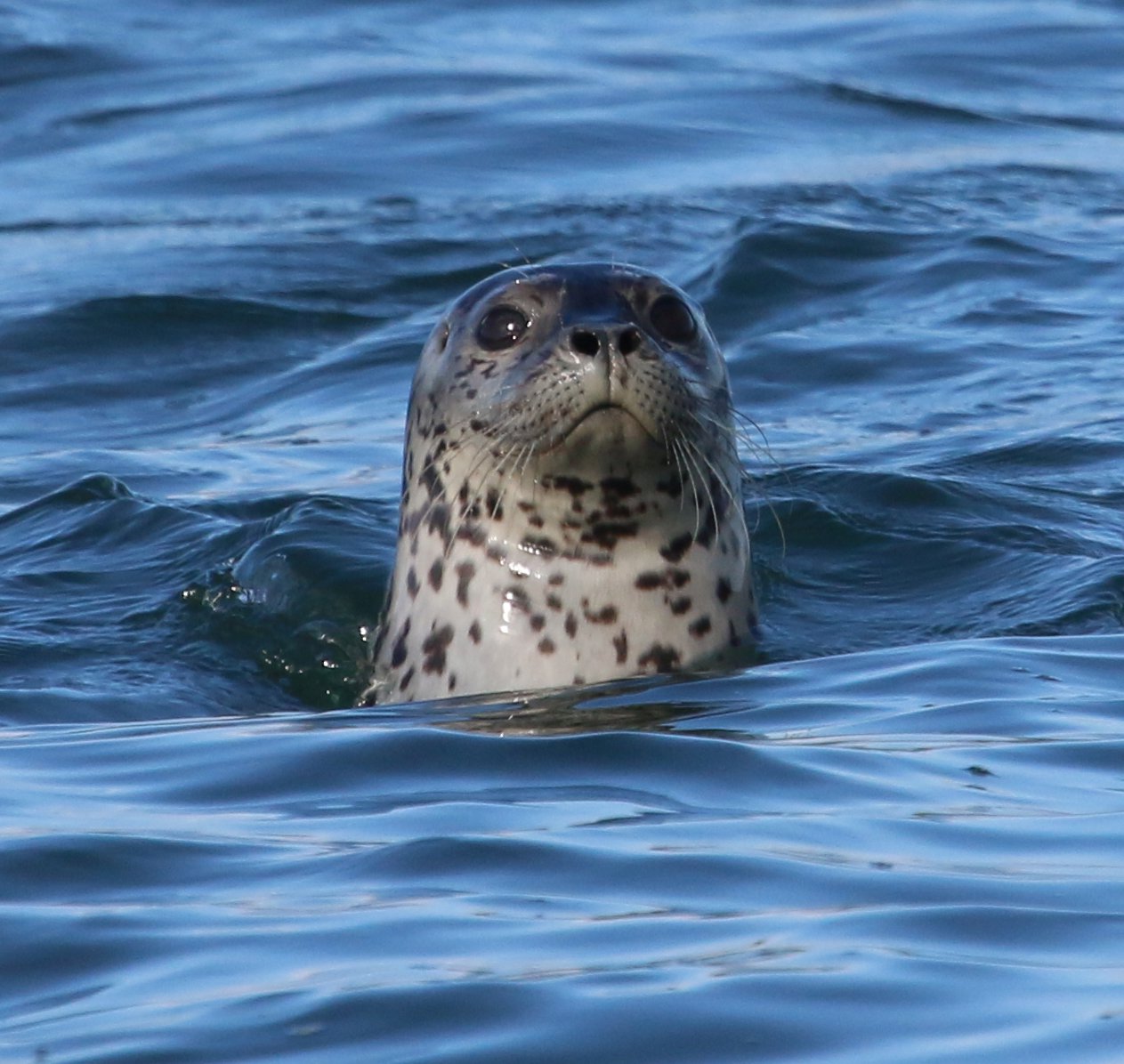 Harbor Seal 1.jpg
