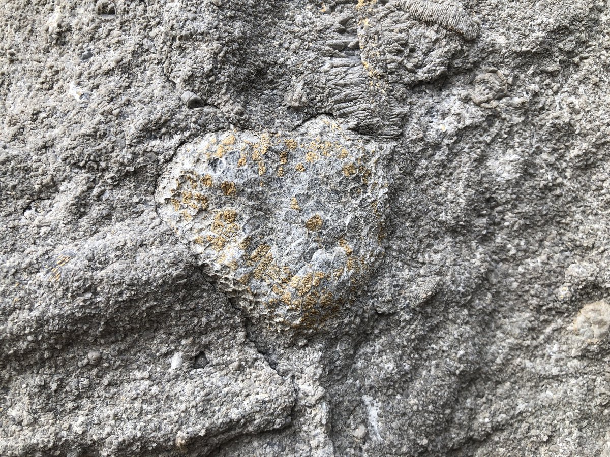 A heart shaped fossil in the rocks of Holden Observatory.