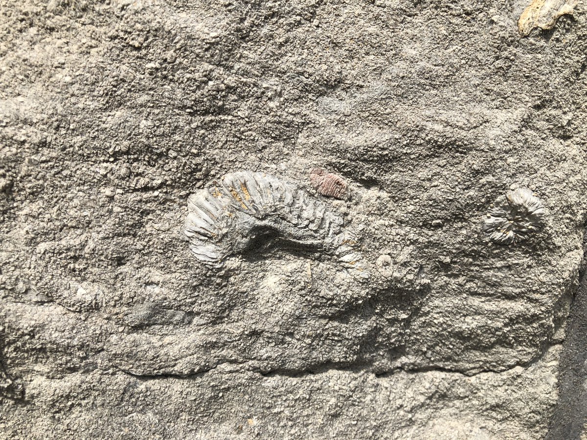 A worm-like fossil in the walls of Holden Observatory.