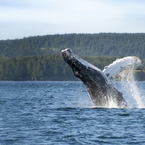 Humpback whale breaching in Alaska.