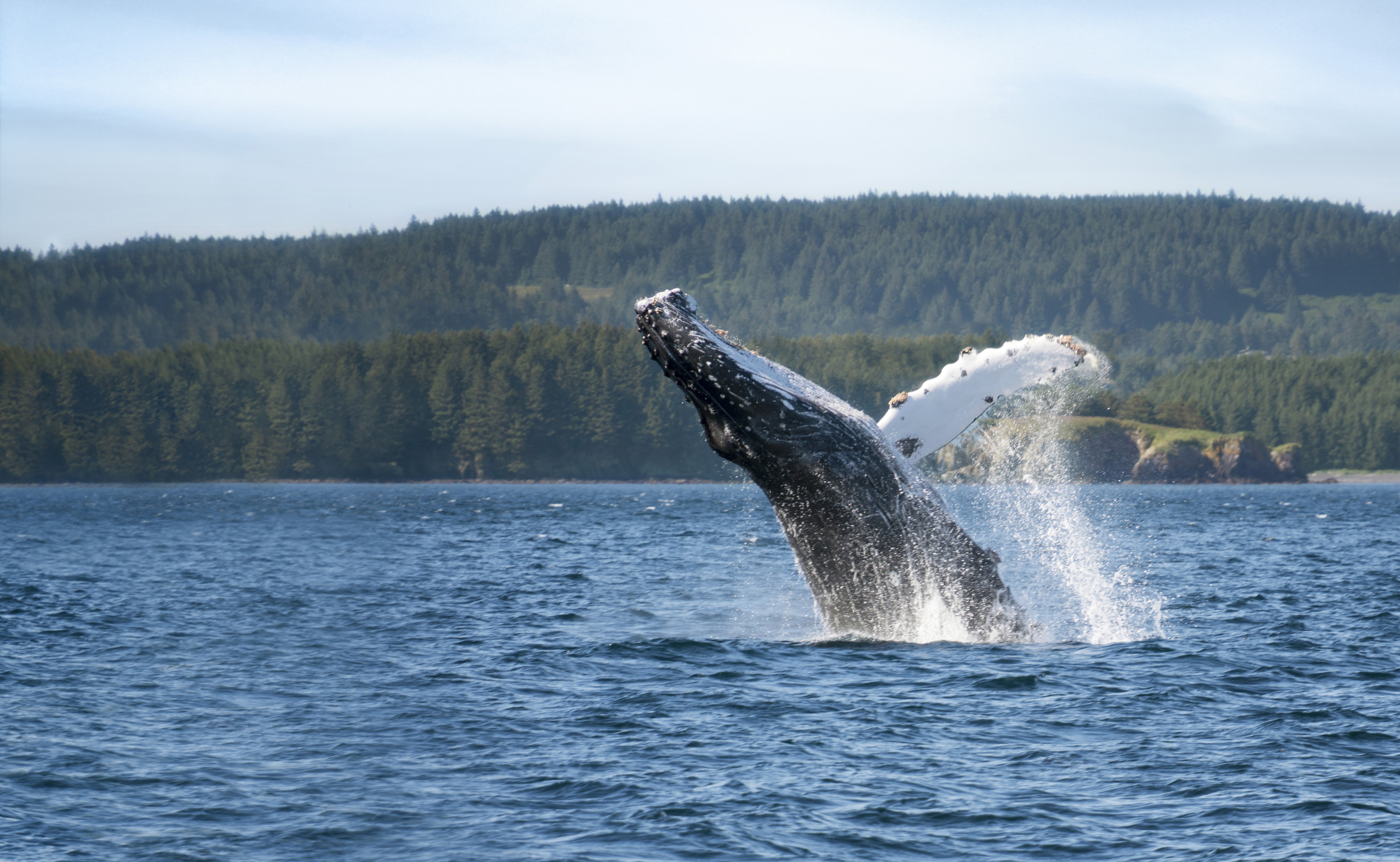 Humpback whale breaching in Alaska.