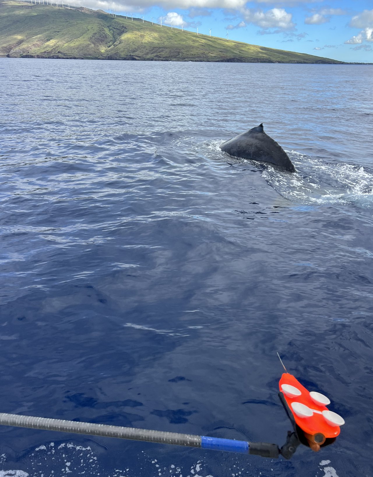 Researchers attaching a suction-cup recording tag to a humpback whale off the coast of Maui.