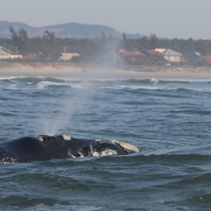 Southern right whale near the beach in Ribanceira, Brazil.