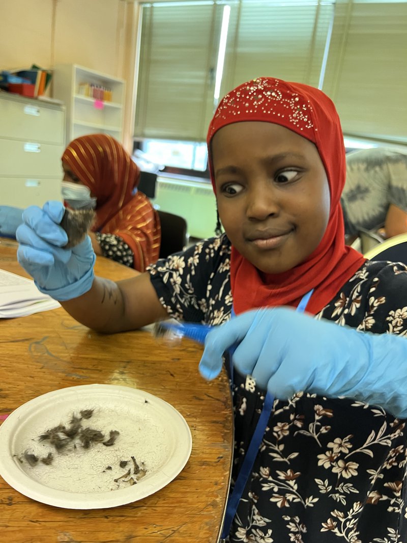 Girl showing an owl pellet with tweezers and blue gloves. Another girl working on the back.