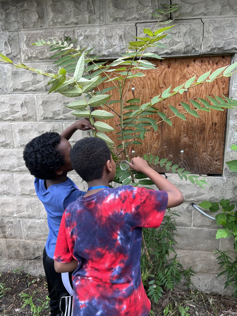 Outdoors, two boys use magnifying glasses to observe leaves on a plant.