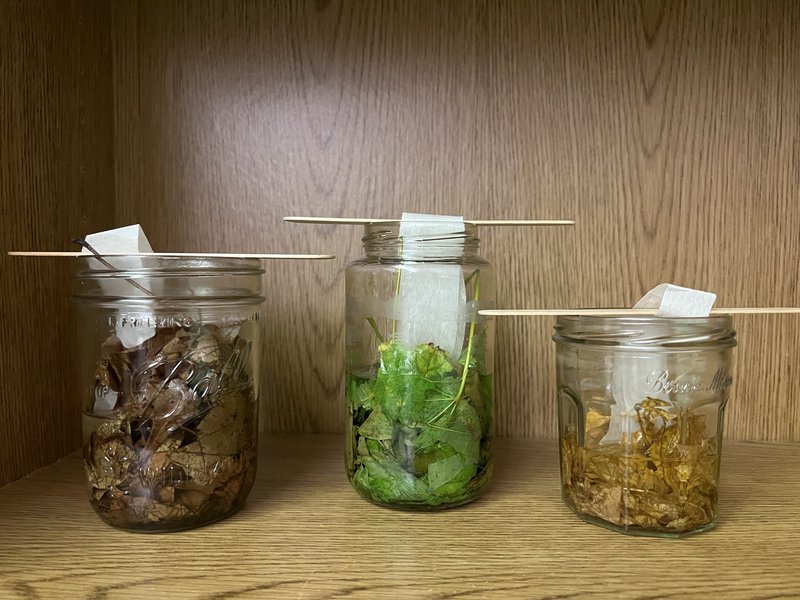 Three jars with leaves of different colors each. A stick and a paper hanging on top of each jar.