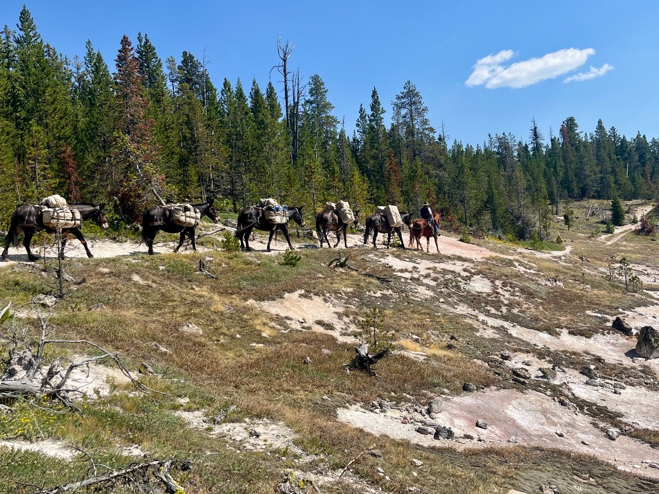 A line of pack mules in Yellowstone National Park.