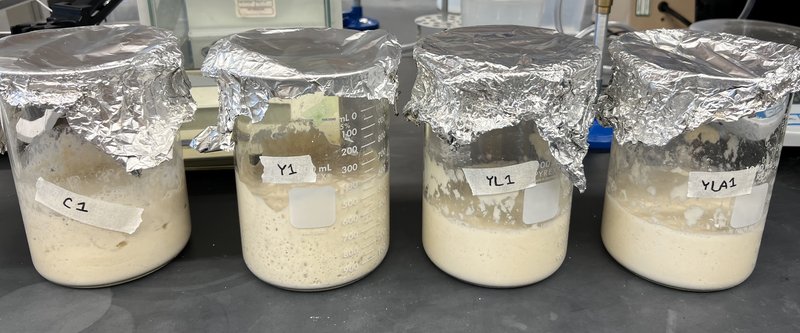 Row of sourdough starters in jars.