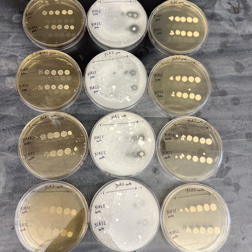 Petri dishes with microbial cultures.