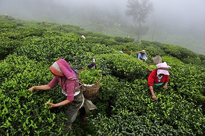 Women pick tea leaves by hand at tea garden in Darjeeling, India. 