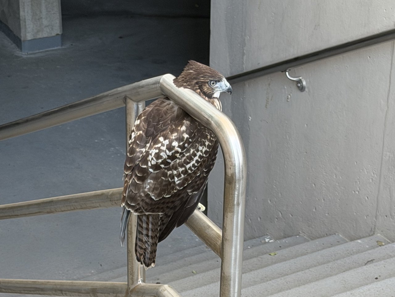 Hawk perched on a railing.