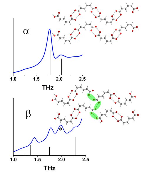 Kortermuconic.jpg